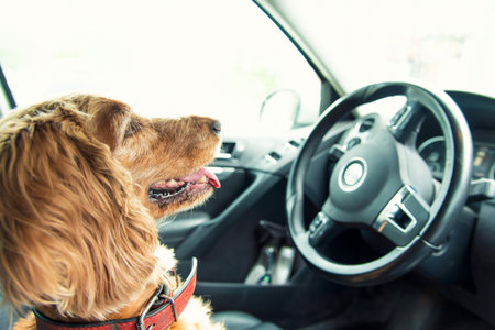 Dog breed Cocker Spaniel sitting in the car In the driver's seat at the wheelの写真素材