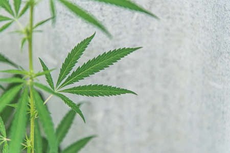 Fresh agricultural hemp grows in the countrysideの写真素材