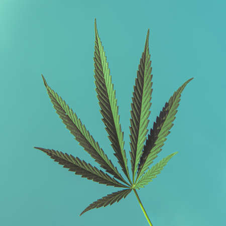 big leaf of hemp on a green backgroundの写真素材