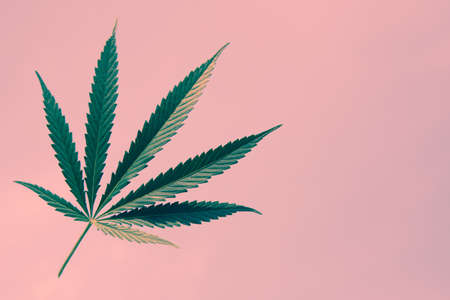 lovely ganjubas leaf on pink background. Close-upの写真素材