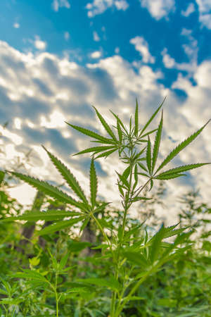 Fresh agricultural hemp grows in the countrysideの写真素材