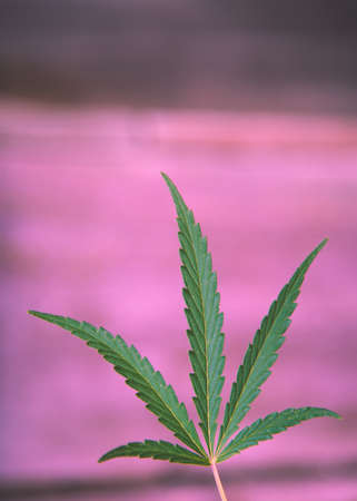 lovely ganjubas leaf on pink background. Close-upの写真素材