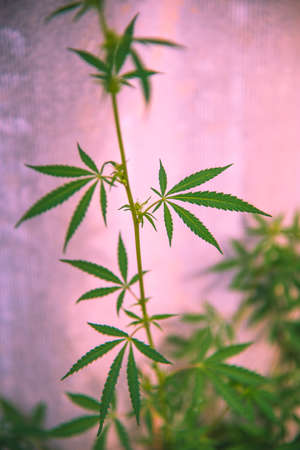 lovely ganjubas leaf on pink background. Close-upの写真素材