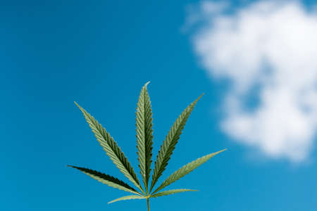 Hemp leaf on a sky background in the afternoonの写真素材