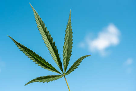 Hemp leaf on a sky background in the afternoonの写真素材