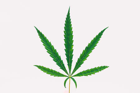 Hemp on a white background. Close-upの写真素材