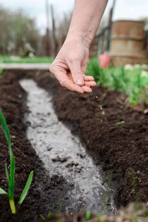 Woman planting seeds in the ground in the village