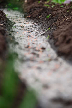 Carrot seeds lie on the ground in the villageの写真素材