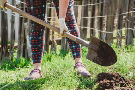 Woman digs earth with a shovel in her garden in the village