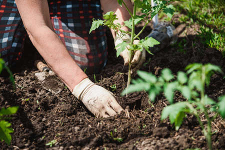 old woman inserts saplings of tomatoes in the ground in the spring