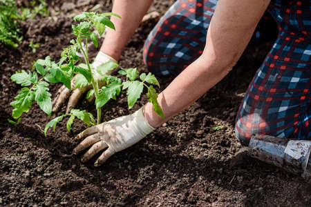 a woman plants a seedling of petunia flowers in her gardenの写真素材