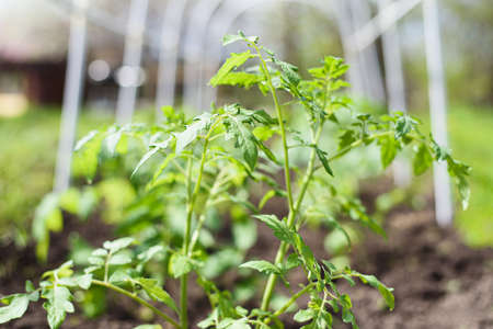 Fresh and young tomato seedlings planted in a garden bed inside a greenhouse in a village in springの写真素材