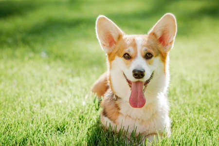 Portrait of a dog of the Corgi breed on a background of green grass on a sunny day in the parkの写真素材