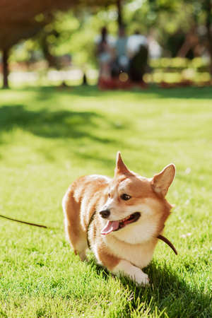 Portrait of a dog corgi breed on a background of green grass on a sunny day in summer