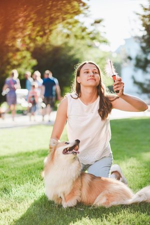 A beautiful girl is caring for her dog of the Corgi breed, combing her hair with a comb in summer on a sunny day in summerの写真素材