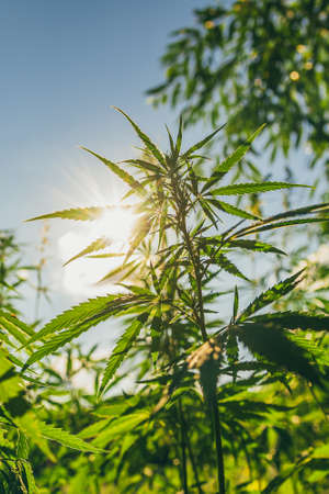 Young cannabis bushes against the background of the sun and sky at sunsetの写真素材
