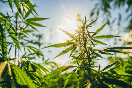 Young cannabis bushes against the background of the sun and sky at sunsetの写真素材