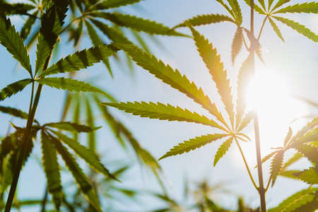 Hemp leaves grow against the background of the sky and the sun in summer at sunsetの写真素材