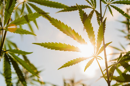 Hemp leaves grow against the background of the sky and the sun in summer at sunsetの写真素材