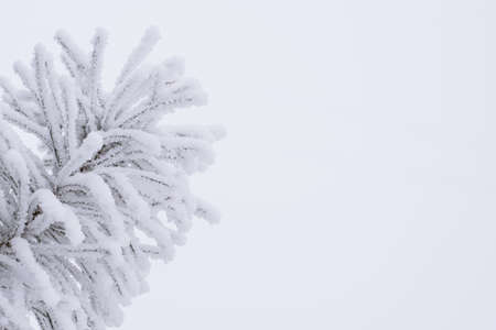 Fir branches and needles in the snow in winter in the parkの写真素材