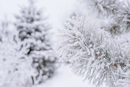Fir branches and needles in the snow in winter in the parkの写真素材