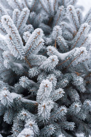Fir branches and needles in the snow in winter in the park