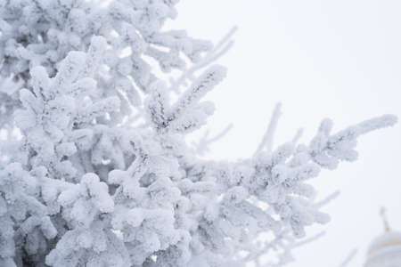 Fluffy snow lies on a Christmas tree in the park in winterの写真素材