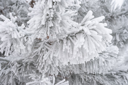 Pine branches and needles are covered with fluffy snow. Macroの写真素材