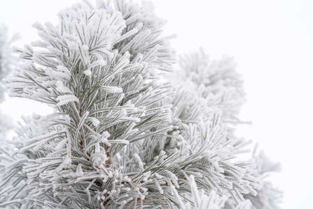 Pine branches and needles are covered with fluffy snow. Macroの写真素材