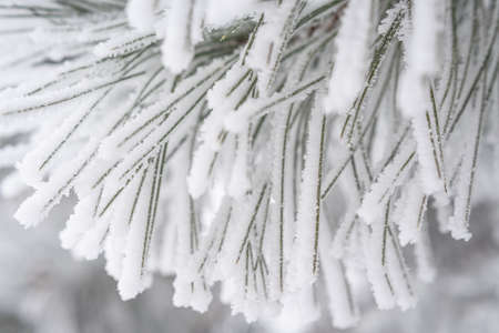 Pine branches and needles are covered with fluffy snow. Macro