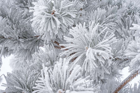 Coniferous pine needles covered with fluffy snow. Macro