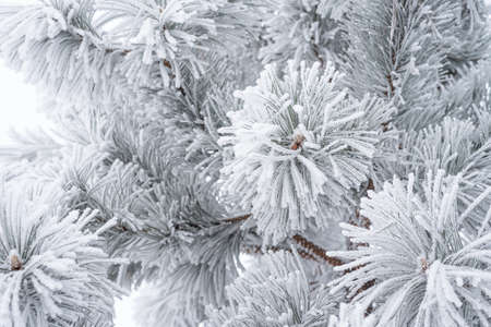 Coniferous pine needles covered with fluffy snow. Macro