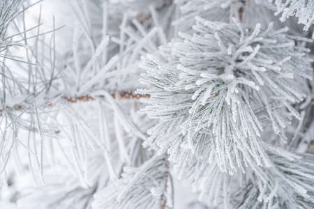 Coniferous pine needles covered with fluffy snow. Macroの写真素材