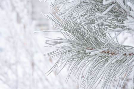 Coniferous pine needles covered with fluffy snow. Macroの写真素材