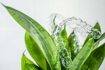 Plastic braces dentistry retainers for teeth straightening hanging on green leaves of indoor plant