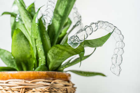 Plastic braces dentistry retainers for teeth straightening hanging on green leaves of indoor plant