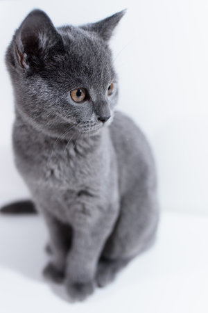 British shorthair gray cat sits on a white backgroundの写真素材