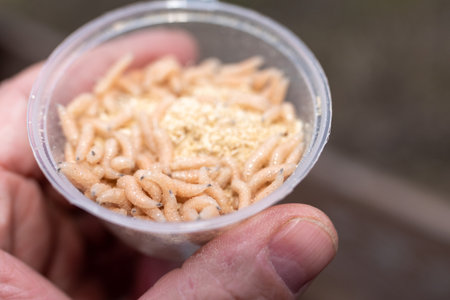 Box with maggots for fishing. live fly larvae bait for fishermenの写真素材