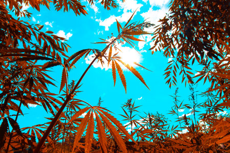 Marijuana leaves grow at sunset in the summer in the villageの写真素材