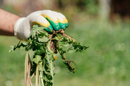 a man in gloves throws out a weed that was uprooted from his garden