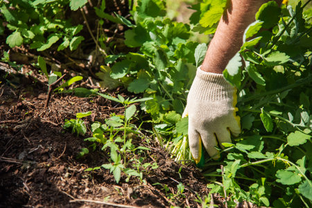 a man in gloves throws out a weed that was uprooted from his garden