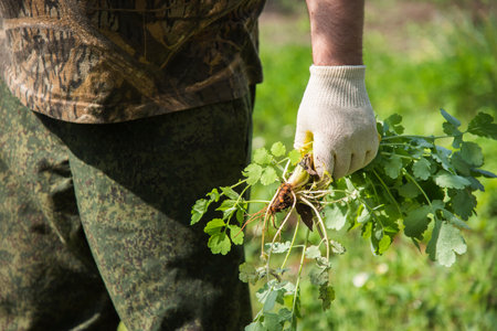 a man in gloves throws out a weed that was uprooted from his gardenの写真素材