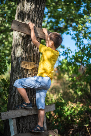 A boy climbs a tree in the forestの写真素材