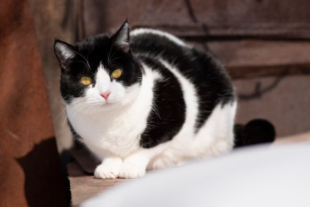 Beautiful black and white cat with fluffy fur sits in the yard in winterの写真素材