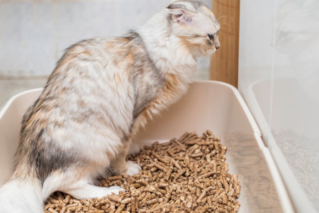 Lop-eared kitten goes to the litter box in the bathroom at homeの写真素材