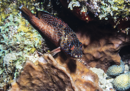 Coral reef in Carbiiean Sea Cephalopholis fulva is a species of grouper from the Western Atlantic