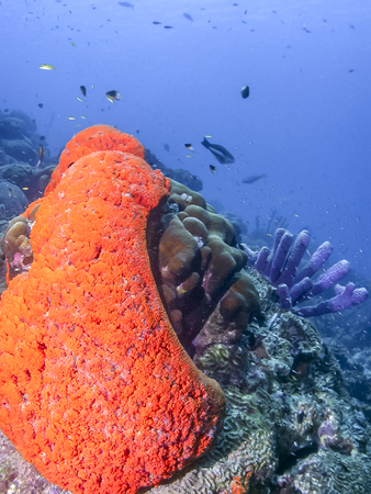 Coral reef in Carbiiean Sea Elephant ear sponge