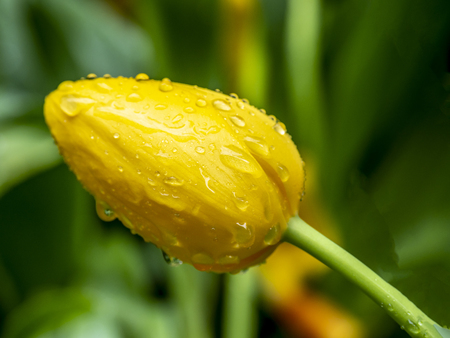 Yellow Tulips in early spring  with water dropsの写真素材