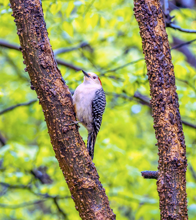 red-bellied woodpecker,Melanerpes carolinus , spring with bird in tree perched