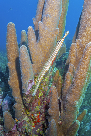 Coral garden in Caribbean off the coast of the island of Roatan Hondurasの写真素材